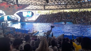 The Hunt Orca Encounter SeaWorld San Antonio 6/27/24