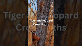 Feline Faceoff: Leopard and Tiger's Rare Confrontation! #shorts #nature #wildlife #tiger #leopard