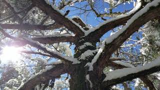 Snowy Hike at Petit Jean