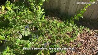 Grafted Jaboticaba Tree Will Produce Two Varieties of Fruit! Jaboticaba Talk 1