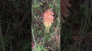 Wildflowers Overlooked by Many VIC Australia #nature #wildflowers  #hikinginvictoria #Shorts