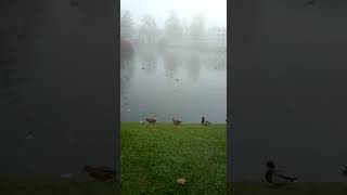 Wild ducks crossing the lake