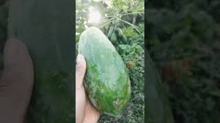 Harvested papaya and chopped it