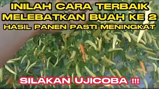 PART 16 : MELEBATKAN BUAH KE 2 CABE RAWIT  LOKAL RICA JARUM PEMUPUKAN DAN PENYEMPROTAN ASAM AMINO