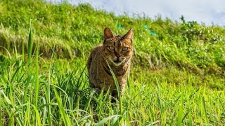 c magnifique 2 bébé chaton oronge top