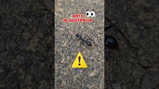 ‼️ Ants in Australia Are No Joke 😵‍💫 #shorts #nature #didyouknow