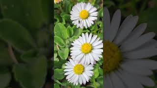 From a flower to another#Daisy#pâquerettes#spring#fleur#Polinization#nectar#insect#Herbaceous