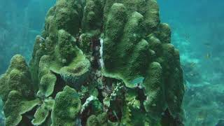 Caribbean Fish Behavior: Busy Coral Heads