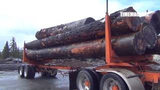 Extreme Heavy Logging Truck Over Size Loading on Dangerous Road