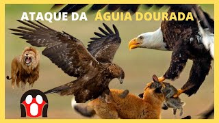 Ataques impressionantes de Aguias Dourada / 🦅🦅😵😱