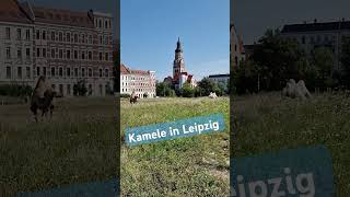 Kamele in Leipzig #leipzig #shortsmitmarietta #kamele kamele