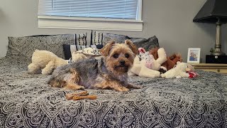 Rylie loves her dental chew: Mommy's Voice Can't Compete" 🤣 #goodmorning #yorkies #viralvideo #Rylie