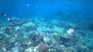 Snorkeling the TRUE Great Barrier Reef  Australia