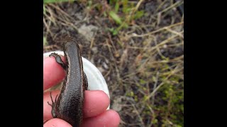 Capture a New Zealand Shore Skink