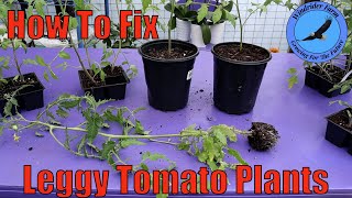 How To Fix Leggy Tomato Plants