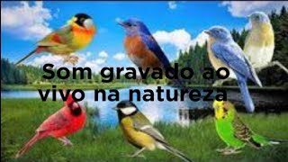 Som gravado ao vivo na natureza