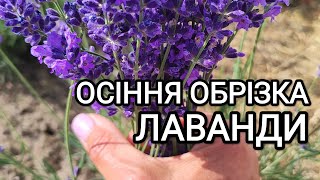 Осіння стрижка лаванди та підготовка її до зими