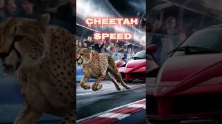 The fastest land animal on earth.    cheetah                        #speed #shortvideo  #trends