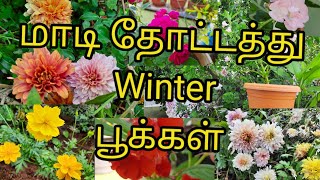 My Terrace Garden Winter Season plans/Flowers plants