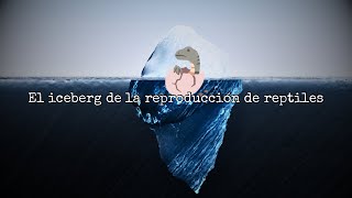 EP 05 Iceberg de la REPRODUCCIÓN de REPTILES 🦎🐍🥚 | Cotilleo bichero 🎙️🐍 el podcast