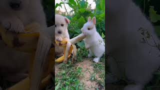 Dog and bunny #dog #rabbit #pets #puppy #cute #youtubeshorts #animal #bunnys #youtubeshorts