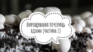 Вирощування печериць вдома (частина 2)