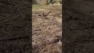 Roadrunner Trying To Eat My Snake!