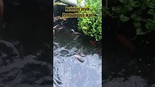 RUTINITAS ASYIK PEMBUDIDAYA IKAN, #shorts #ikan #ikannila  #ikanpatin #budidayaikan #aquaponic