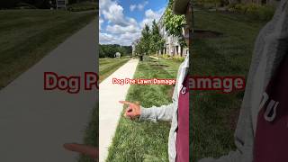 Grass Plugs for Dog Pee Lawn Repair #shorts