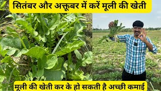 मूली की खेती कैसे करें। मूली की खेती करने का बेस्ट तरीक़ा। Muli ki kheti kaise kare Radish Farming