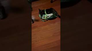 Tabby Roams Black Cat Listens To Metallica Song!