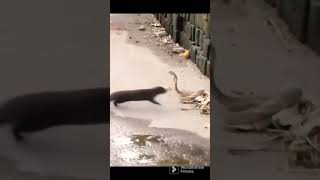 Cobra vs Mangose #shorts #cobra #battlescene #python #snakevideo #fight  #wildlife #share #explore