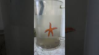 Orange starfish climbing glass! So cool! #shorts #explore #youtube #animals #trending #viral #animal