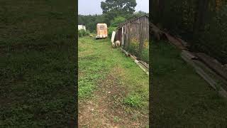 Sheep break😊🐑💕#shorts #cute #farm #animals #outdoors #happy #fun