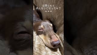 茶色い犬が茶色い布団に同化してるｗｗｗペットショップの売れ残りと元保護犬の日常