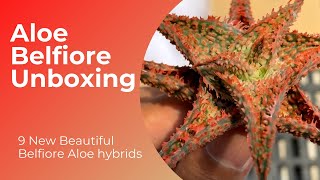 Plant Unboxing - Aloe Hybrids // The Plant Prince Ph