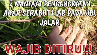 MAU UMBI JALAR MADU CILEMBU BESAR DAN SERAGAM  IKUTI LANGKAH  SEPERTI INI!!#ubicilembu #ubimadu