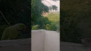 parrot point#maleringneck #femaleparrot #cuteparrot #shortsvideo