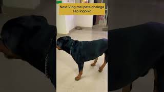 Dog not feeling well #short #shorts #rottweiler #dog #hipdysplasia #maxx #guarddog #traineddog #yt