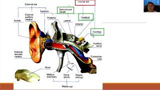 HISTORY TAKING EAR ANATOMY AND CAUSE OF EAR PAIN