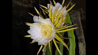 The real beauty of the Queen of the night (Dragon fruit flower)