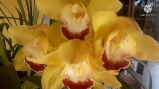 Orquídea Cimbidium e sua história de recuperação.