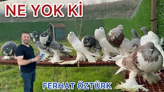 GÜVERCİNDE ZİRVEDE GÖZÜ OLANLAR KEYİFLE İZLESİN AVRUPA DAN YİNE ÇOK KALİTELİ IRKLAR