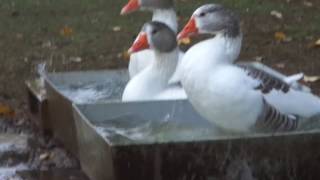 Le Bain des OIES