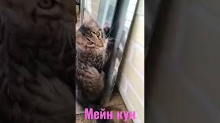 Мейн кун. Котенок первый день в новом доме #shorts