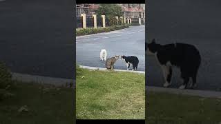 These Cats Are So Done With These Dogs