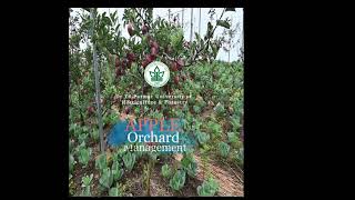 Apple Orchard Management | Floor & Nutrition| YSP UHF Nauni - Kisan Sewa