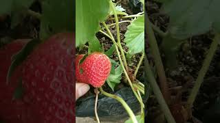 #fypシ #farm #farmer #reels #petani #farming #shortvideo #dieng #kentang #potato #strawberry