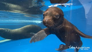 《鳥羽水族館》オタリアの赤ちゃんすくすく成長中