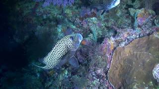 Harlequin sweetlips (Plectorhinchus chaetodonoides) Cleaning Station  - Tubbataha Reefs, Philippines